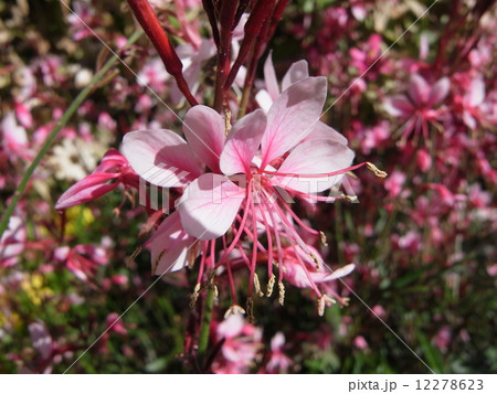 ハクチョウソウ・イメージ（５） 12278623