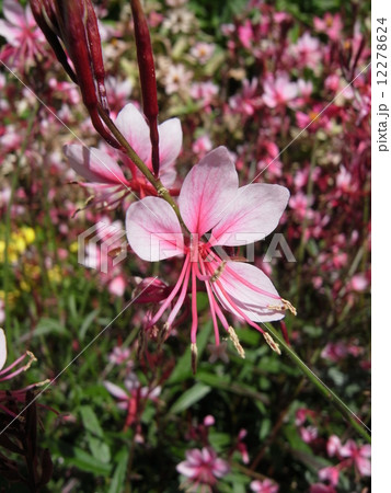 ハクチョウソウ・イメージ（６） 12278624