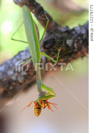 キイロスズメバチを捕食するカマキリの写真素材