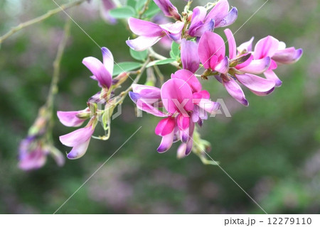 ミヤギノハギ 12279110