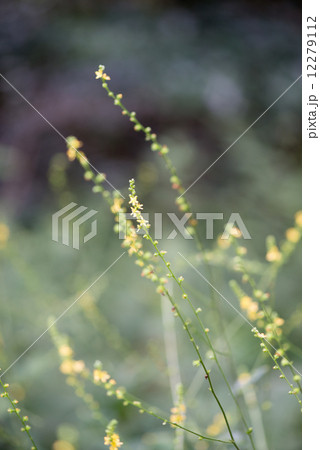 キンミズヒキ 12279112