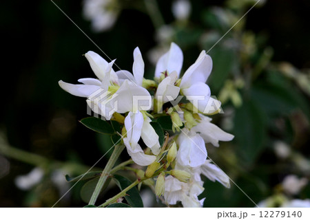 シロハギ 12279140