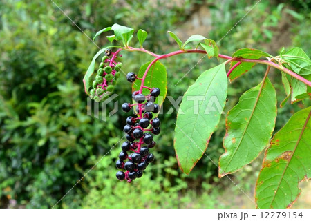 ヨウシュヤマゴボウ果実 12279154