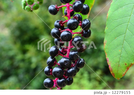 ヨウシュヤマゴボウ果実 12279155