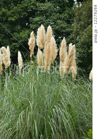 植物・シロガネヨシ　イネ科 12279269