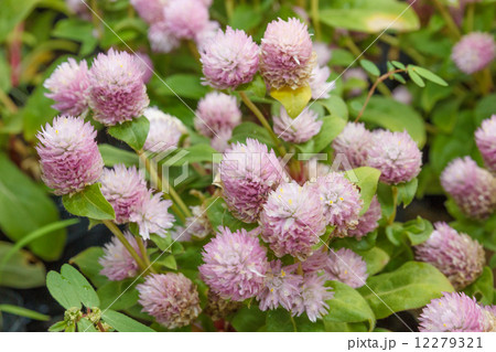 Globe amaranth Globe amaranth 12279321