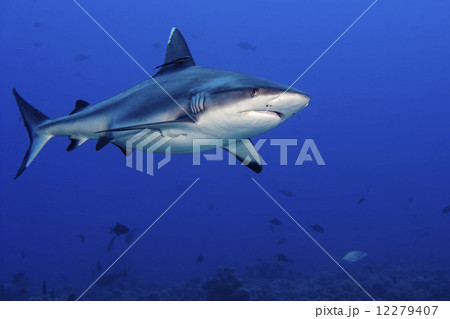 shark attack underwater 12279407
