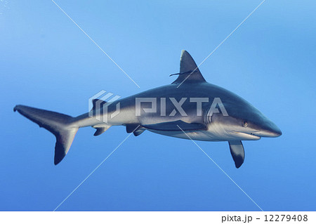shark attack underwater 12279408