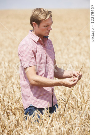 Farmer In Wheat Field Inspecting Crop 12279457