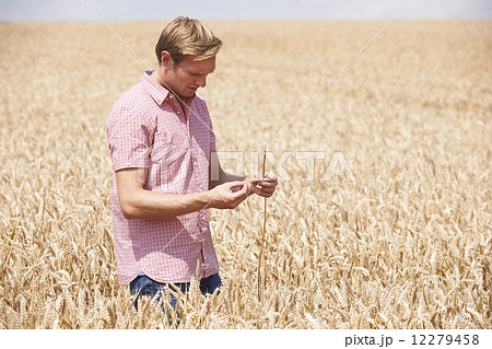 Farmer In Wheat Field Inspecting Crop 12279458