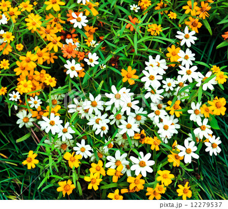 Zinnia flower field Zinnia flower field 12279537