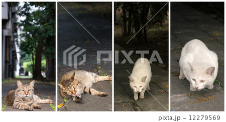 Collection of cats Collection of cats 12279569
