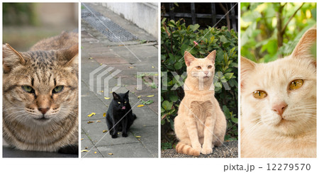 Collection of cats Collection of cats 12279570