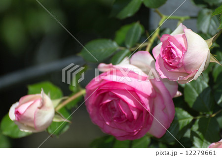 バラ 品種(ピエール・ドゥ・ロンサール) バラ 品種(ピエール・ドゥ・ロンサール) 12279661