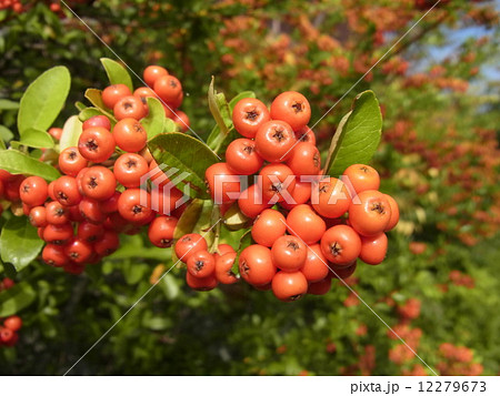 ピラカンサス 12279673