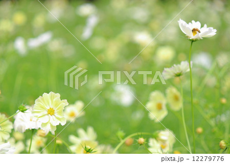 コスモス　サンセットイエロー 12279776