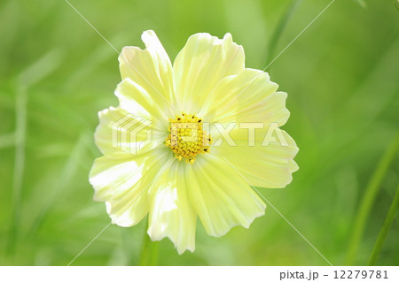 コスモス サンセットイエロー コスモス サンセットイエロー 12279781