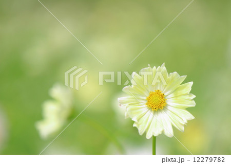 コスモス　サンセットイエロー 12279782