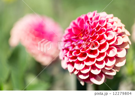 ダリア 品種(朝日手まり) 12279804