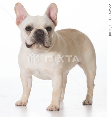 french bulldog french bulldog 12280422