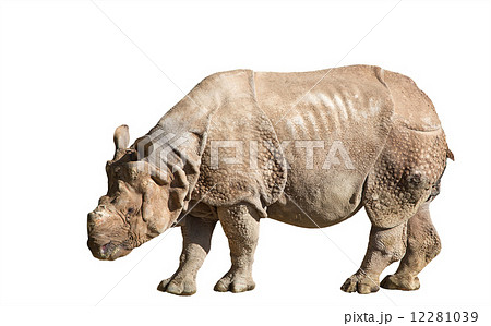 The white rhinoceros or square-lipped rhinoceros The white rhinoceros or square-lipped rhinoceros 12281039