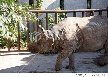 The white rhinoceros or square-lipped rhinoceros  12281044