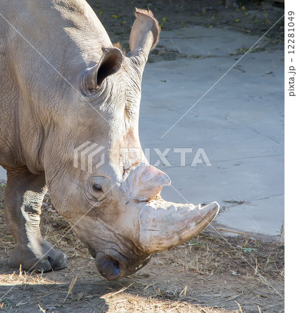white rhinoceros or square-lipped rhinoceros  12281049