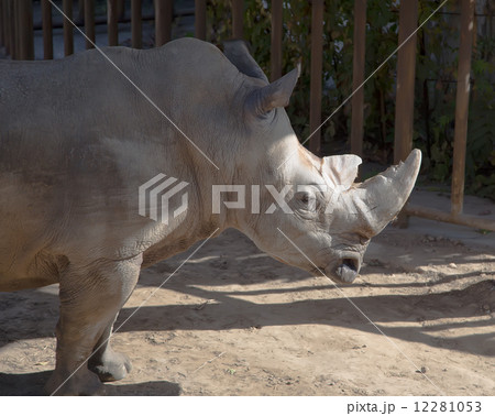 The white rhinoceros or square-lipped rhinoceros 12281053