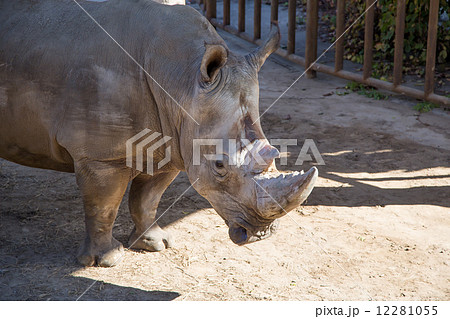 The white rhinoceros or square-lipped rhinoceros The white rhinoceros or square-lipped rhinoceros 12281055