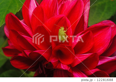 Green bedbug on Crimson dahlia close-up as background Green bedbug on Crimson dahlia close-up as background 12281688