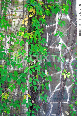 The wall of gray stones overgrown with Parthenocissus The wall of gray stones overgrown with Parthenocissus 12281716