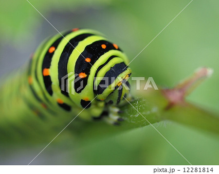 キアゲハの幼虫(クローズアップ) キアゲハの幼虫(クローズアップ) 12281814