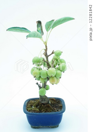 姫りんご 姫りんご 12281842