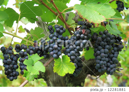 ワイン用ブドウ　ピノ・ノワール 12281881