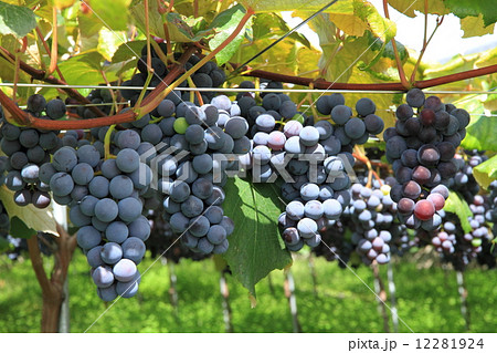 収穫前のブドウ 収穫前のブドウ 12281924