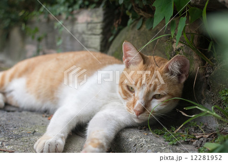 Cat lying in the corner to rest. Cat lying in the corner to rest. 12281952