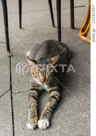 Cat lying to rest. 12281957