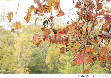 ヤマブドウ 12282072