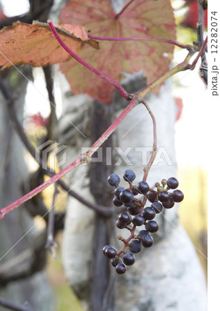 ヤマブドウ 12282074