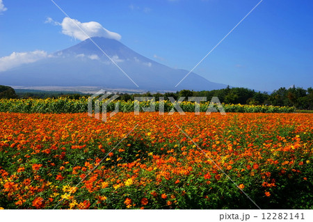 9月風景・富士山577キバナコスモス群生地 9月風景・富士山577キバナコスモス群生地 12282141