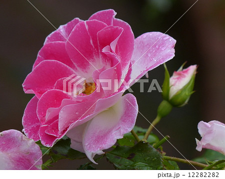水滴のついたピンクの薔薇_1 水滴のついたピンクの薔薇_1 12282282