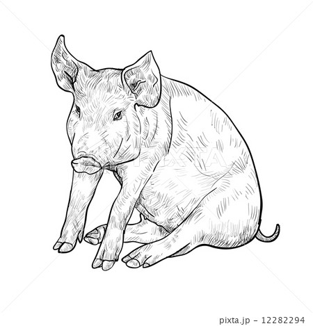 Drawing of pig 12282294