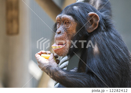 チンパンジー 12282412