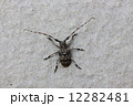 ゴマフカミキリ 12282481