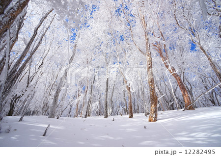 樹氷 12282495