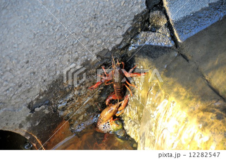 ザリガニ 12282547