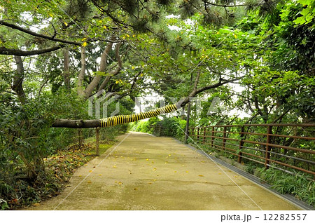 前方注意の枝 前方注意の枝 12282557