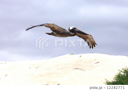 進化論の島ガラパゴスの海辺に暮らすカッショクペリカン 12282771