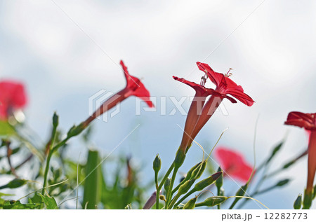 ハゴロモルコウソウ（羽衣縷紅草） 12282773