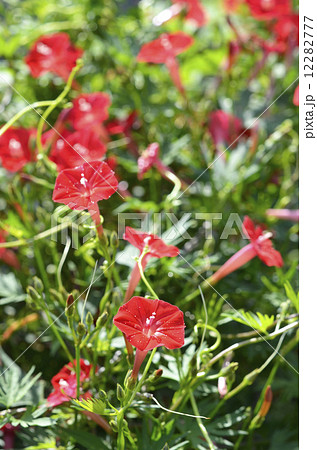 ハゴロモルコウソウ 羽衣縷紅草 の写真素材
